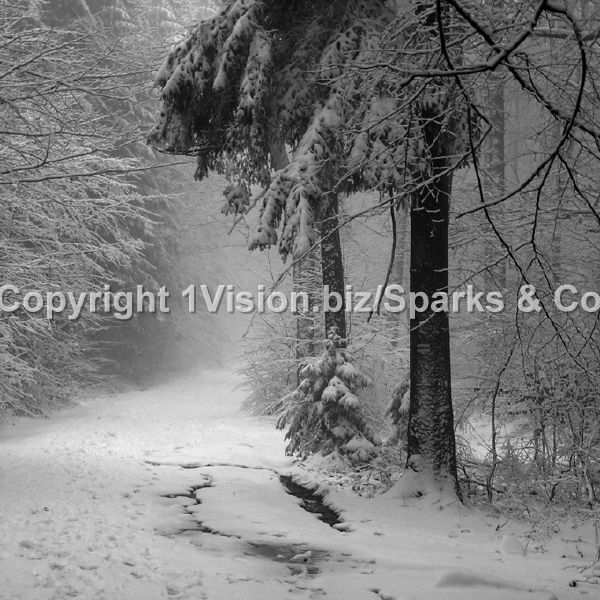 Trees in Snow